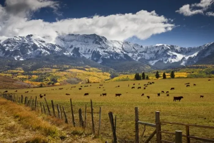 Framed Print : USA, Colorado, Uncompahgre National Forest, Hastings Mesa. Cattle graze in a valley