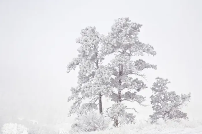 Framed Print : USA, Colorado, Ute Pass. Heavy hoarfrost in the air coats vegetation Framed Print : USA, Colorado, Ute Pass. Heavy hoarfrost in the air coats vegetation