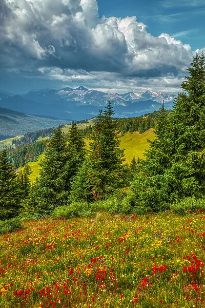 USA, Colorado, Vail. Meadow and mountain landscape