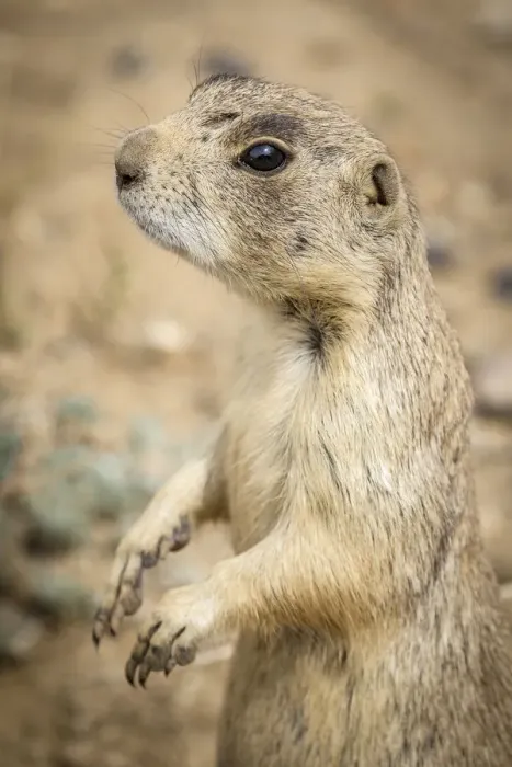 Framed Print : USA, Colorado, Walden. Black-tailed prairie dog close-up Framed Print : USA, Colorado, Walden. Black-tailed prairie dog close-up