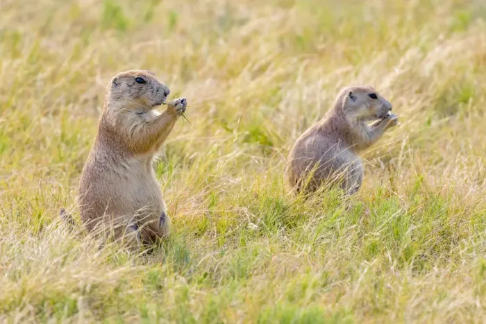 Framed Print : USA, Colorado, Walden. Black-tailed prairie dogs close-up Framed Print : USA, Colorado, Walden. Black-tailed prairie dogs close-up