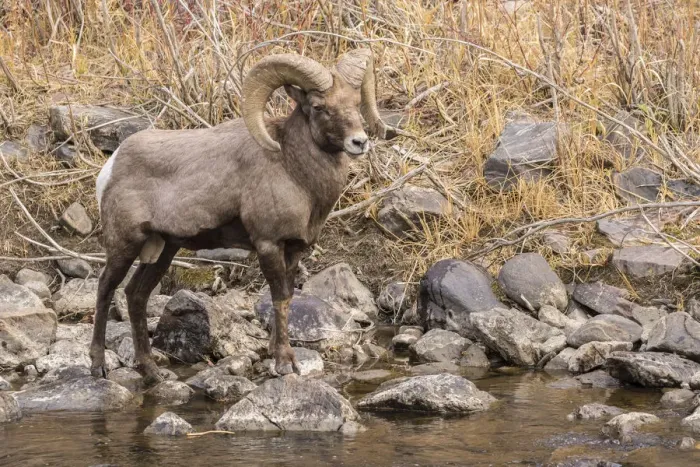 Framed Print : USA, Colorado, Waterton Canyon. Bighorn sheep ram and stream