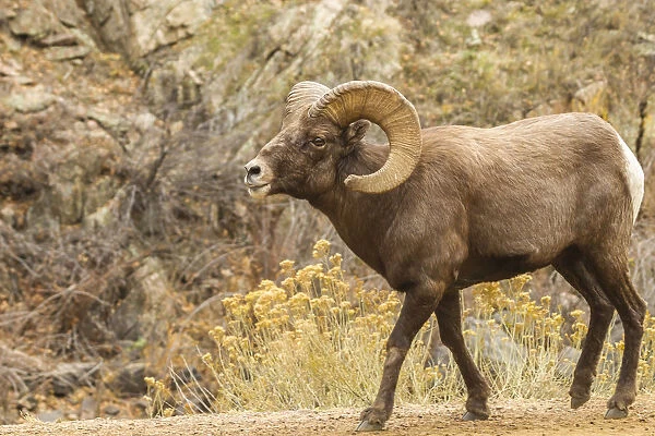 USA, Colorado, Waterton Canyon. Bighorn sheep ram close-up