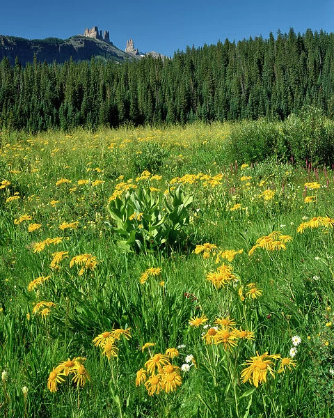 USA, Colorado, West Elks Wilderness. Sneezeweed blooming in meadow