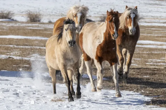Framed Print : USA, Colorado, Westcliffe. Music Meadows Ranch. Herd of mixed breed horses running in the snow. (PR) Framed Print : USA, Colorado, Westcliffe. Music Meadows Ranch. Herd of mixed breed horses running in the snow. (PR)