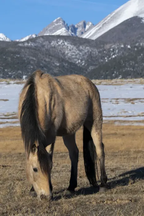 Framed Print : USA, Colorado, Westcliffe. Music Meadows Ranch. Buckskin horse with Rocky Mountains in the distance. (PR) Framed Print : USA, Colorado, Westcliffe. Music Meadows Ranch. Buckskin horse with Rocky Mountains in the distance. (PR)