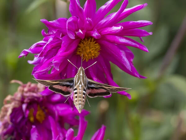 USA, Colorado. White-lined sphinx moth feeds on flower nectar