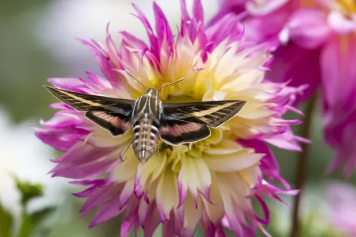Framed Print : USA, Colorado. White-lined sphinx moth feeds on flower nectar