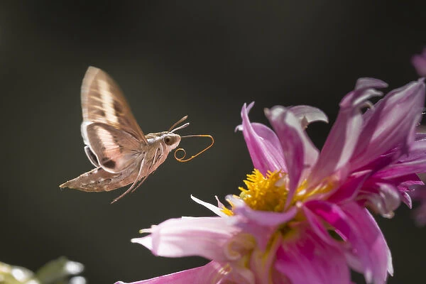 USA, Colorado. White-lined sphinx moth unfolds long tongue to feed