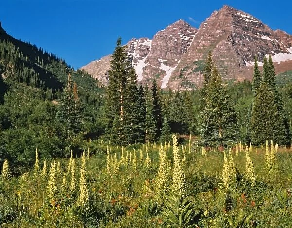 USA, Colorado, White Mountain National Forest. The Maroon Bells peaks tower above a verdant meadow