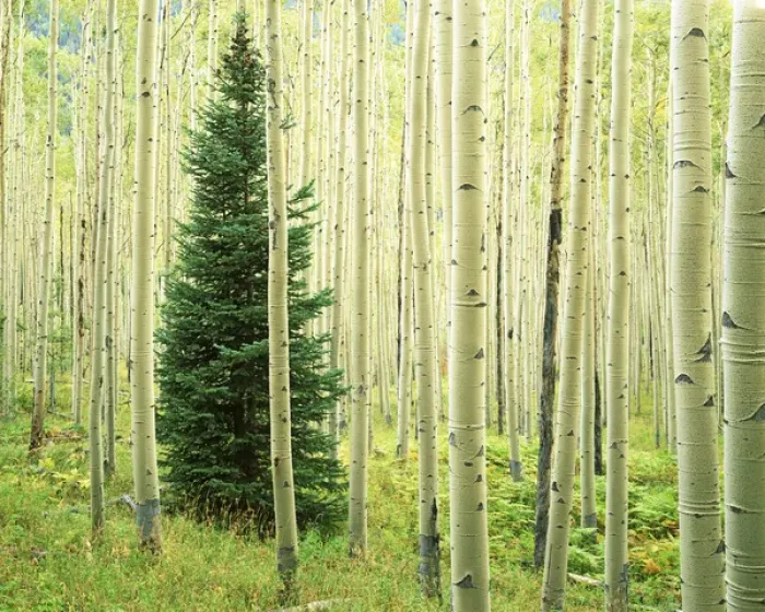 Framed Print : USA, Colorado, White River National Forest, Silver FIr in Aspen Grove Framed Print : USA, Colorado, White River National Forest, Silver FIr in Aspen Grove