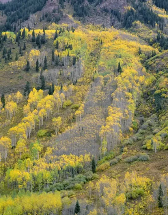 Framed Print : USA, Colorado, White River National Forest, Autumn colored quaking aspen (Populus tremuloides) Framed Print : USA, Colorado, White River National Forest, Autumn colored quaking aspen (Populus tremuloides)