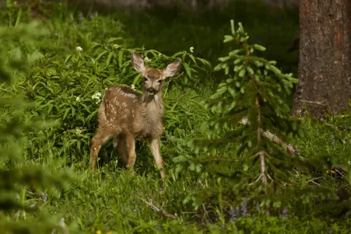 Framed Print : USA, Colorado, White River National Forest. View of alert mule deer fawn in forest Framed Print : USA, Colorado, White River National Forest. View of alert mule deer fawn in forest