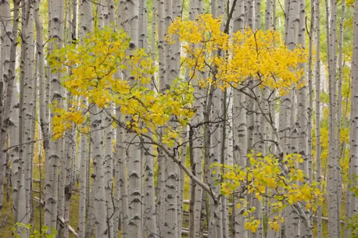 Framed Print : USA, Colorado, White River National Forest. A stand of aspen trees in autumn color Framed Print : USA, Colorado, White River National Forest. A stand of aspen trees in autumn color