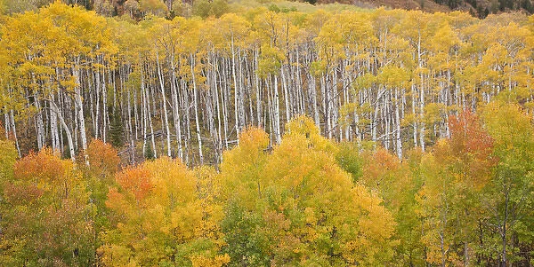 USA, Colorado, White River National Forest. Aspen grove in peak autumn foliage. Credit as