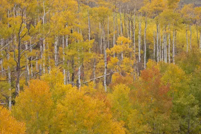 Framed Print : USA, Colorado, White River National Forest. Aspen grove in peak autumn foliage. Credit as Framed Print : USA, Colorado, White River National Forest. Aspen grove in peak autumn foliage. Credit as