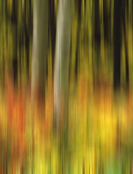 USA, Colorado, White River National Forest. Autumn color in forest abstract. Credit as