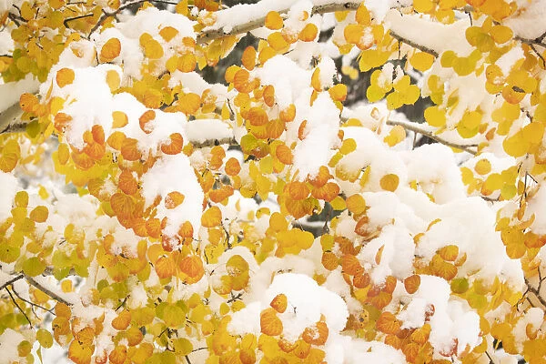 USA, Colorado, White River National Forest. Snow coats aspen trees in winter. Credit as