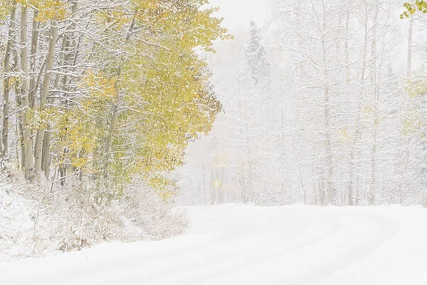 USA, Colorado, White River National Forest. Snowfall on road among aspens. Credit as