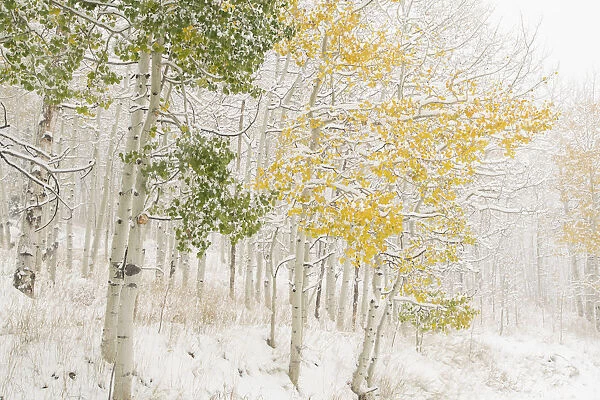 USA, Colorado, White River National Forest. Snow coats aspen trees in winter. Credit as