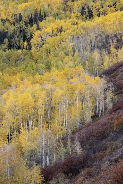 Framed Print : USA, Colorado, White River National Forest. Mountain aspen forest in autumn color