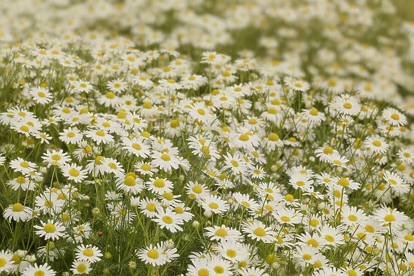 USA, Colorado. Wild chamomile flowers in a mountain meadow