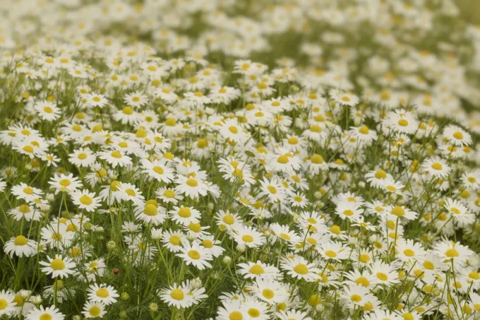 Framed Print : USA, Colorado. Wild chamomile flowers in a mountain meadow Framed Print : USA, Colorado. Wild chamomile flowers in a mountain meadow