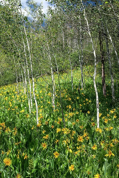 USA, Colorado. Wildflower meadow in White River National Forest