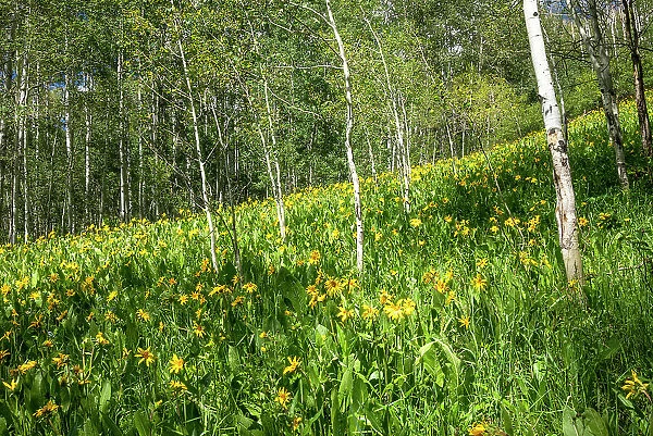USA, Colorado. Wildflower meadow in White River National Forest