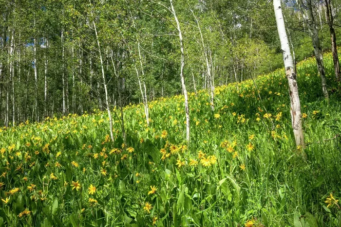 Framed Print : USA, Colorado. Wildflower meadow in White River National Forest Framed Print : USA, Colorado. Wildflower meadow in White River National Forest