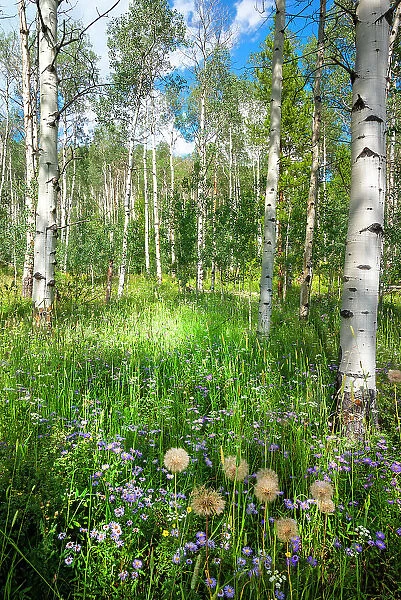 USA, Colorado. Wildflowers in a grove of Aspen trees