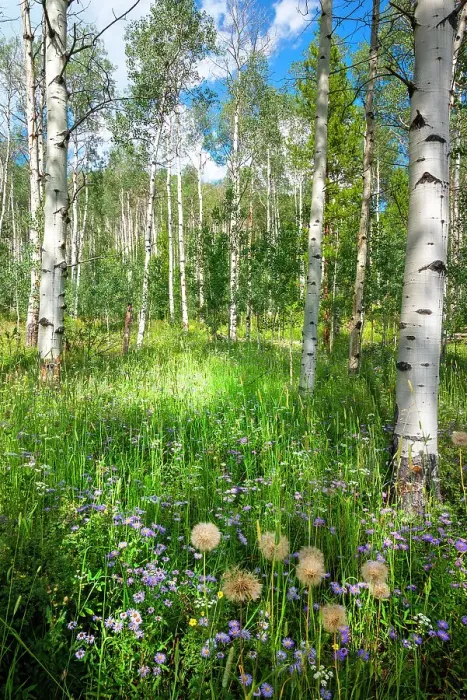 Framed Print : USA, Colorado. Wildflowers in a grove of Aspen trees Framed Print : USA, Colorado. Wildflowers in a grove of Aspen trees