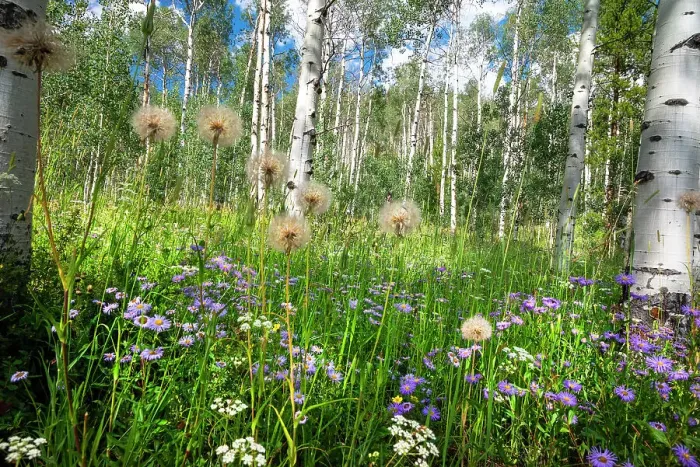 Framed Print : USA, Colorado. Wildflowers in a grove of Aspen trees Framed Print : USA, Colorado. Wildflowers in a grove of Aspen trees