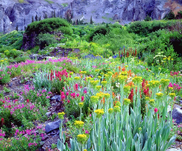 USA; Colorado; Wildflowers in Yankee Boy Basin in the Rocky Mountains