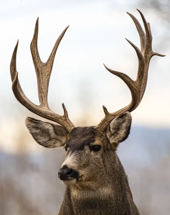 Framed Print : USA, Colorado wildlife