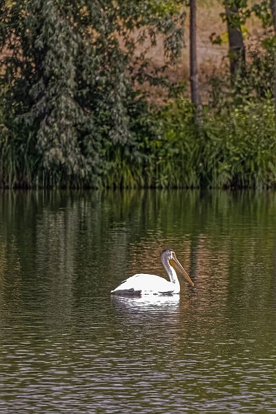 USA, Colorado, Windsor. American white pelican swimming in pond