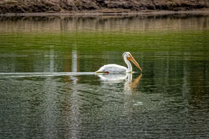 Framed Print : USA, Colorado, Windsor. American white pelican swimming in pond Framed Print : USA, Colorado, Windsor. American white pelican swimming in pond