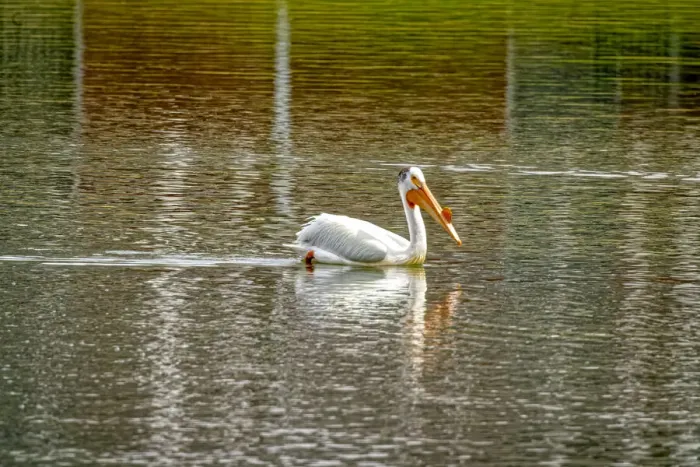 Framed Print : USA, Colorado, Windsor. American white pelican swimming in pond Framed Print : USA, Colorado, Windsor. American white pelican swimming in pond