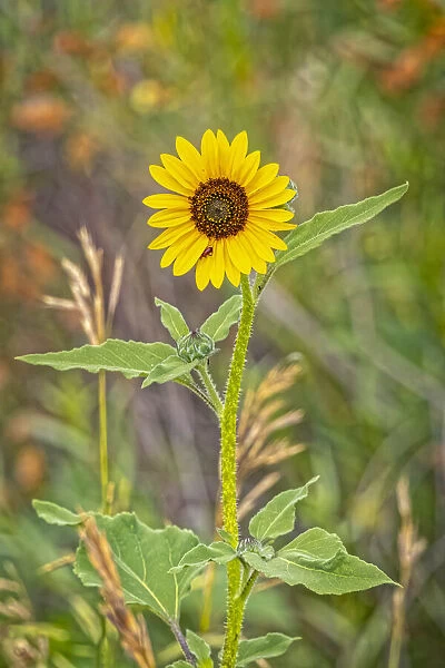 USA, Colorado, Windsor. Close-up of sunflower