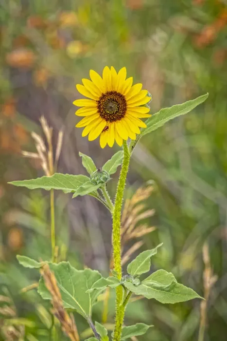 Framed Print : USA, Colorado, Windsor. Close-up of sunflower Framed Print : USA, Colorado, Windsor. Close-up of sunflower