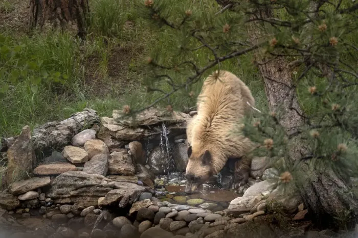 Framed Print : USA, Colorado, Woodland Park. Cinnamon-colored black bear drinking from backyard pond Framed Print : USA, Colorado, Woodland Park. Cinnamon-colored black bear drinking from backyard pond
