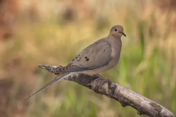 Framed Print : USA, Colorado, Woodland Park. Mourning dove on branch Framed Print : USA, Colorado, Woodland Park. Mourning dove on branch