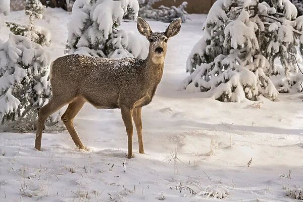 USA, Colorado, Woodland Park. Mule deer doe in fresh snow