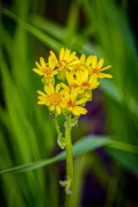 Framed Print : USA, Colorado, Young Gulch. Close-up of arrowleaf senecio flowers