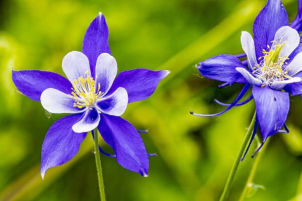 USA, Colorado, Young Gulch. Close-up of Colorado blue columbine flowers
