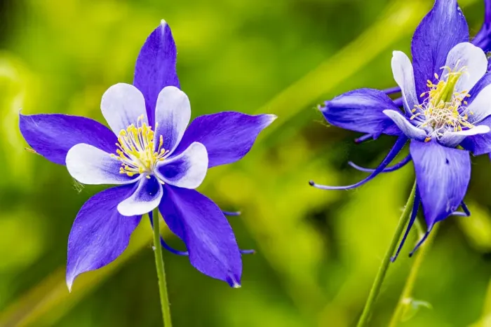 Framed Print : USA, Colorado, Young Gulch. Close-up of Colorado blue columbine flowers Framed Print : USA, Colorado, Young Gulch. Close-up of Colorado blue columbine flowers