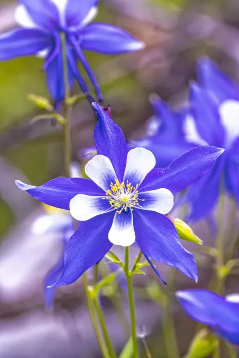 Framed Print : USA, Colorado, Young Gulch. Close-up of Colorado blue columbine flowers