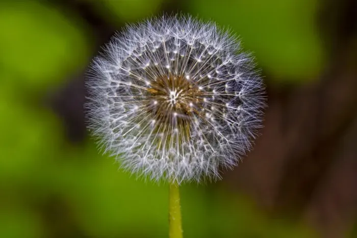 Framed Print : USA, Colorado, Young Gulch. Dandelion close-up Framed Print : USA, Colorado, Young Gulch. Dandelion close-up