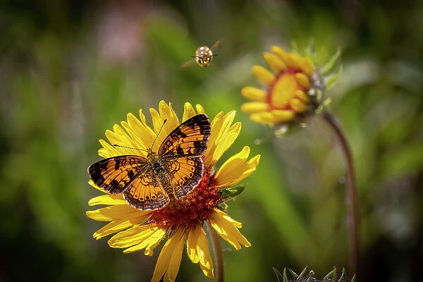 USA, Colorado, Young Gulch. Great spangled fritillary butterfly and bee