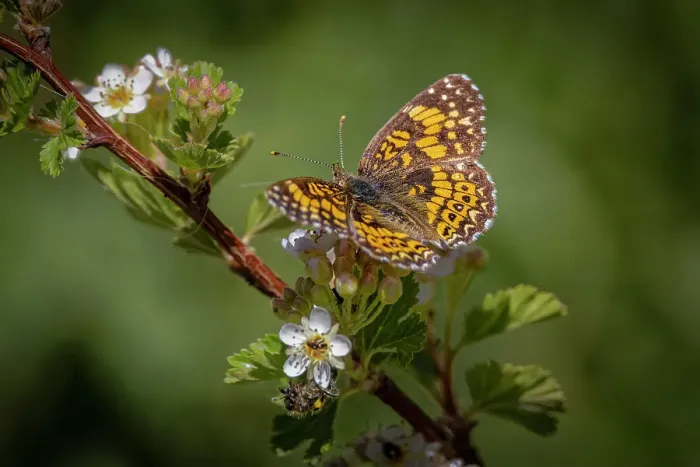 Framed Print : USA, Colorado, Young Gulch. Great spangled fritillary butterfly on flower buds Framed Print : USA, Colorado, Young Gulch. Great spangled fritillary butterfly on flower buds